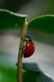 /album/coleoptera/neda-sanguinea-jpg/